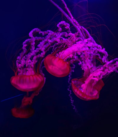 海底粉红水母
